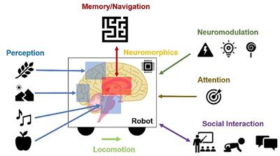 Neurorobots as a Means Toward Neuroethology and Explainable AI